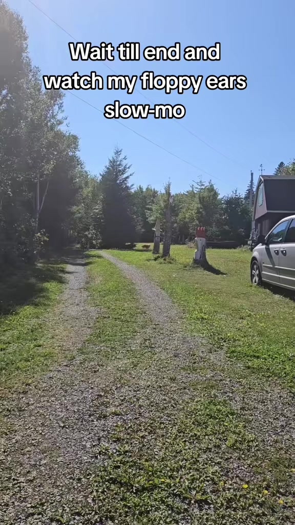 @🐶Griffin