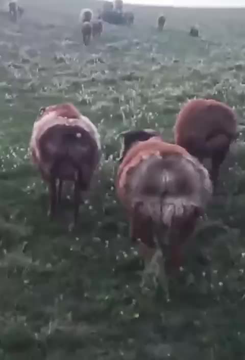 @ереке