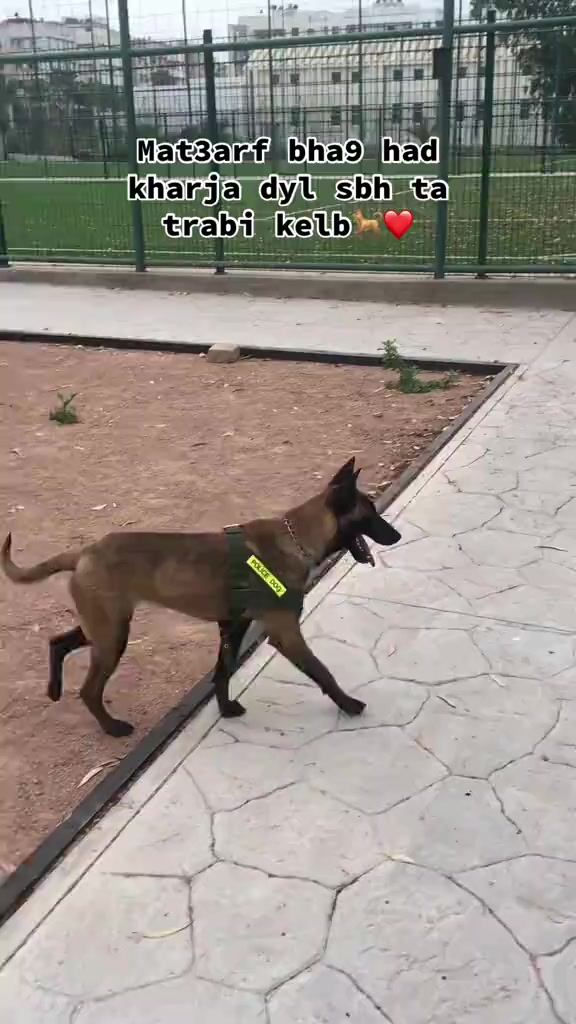 @عالم الكلاب و الحمام🕊️🐕