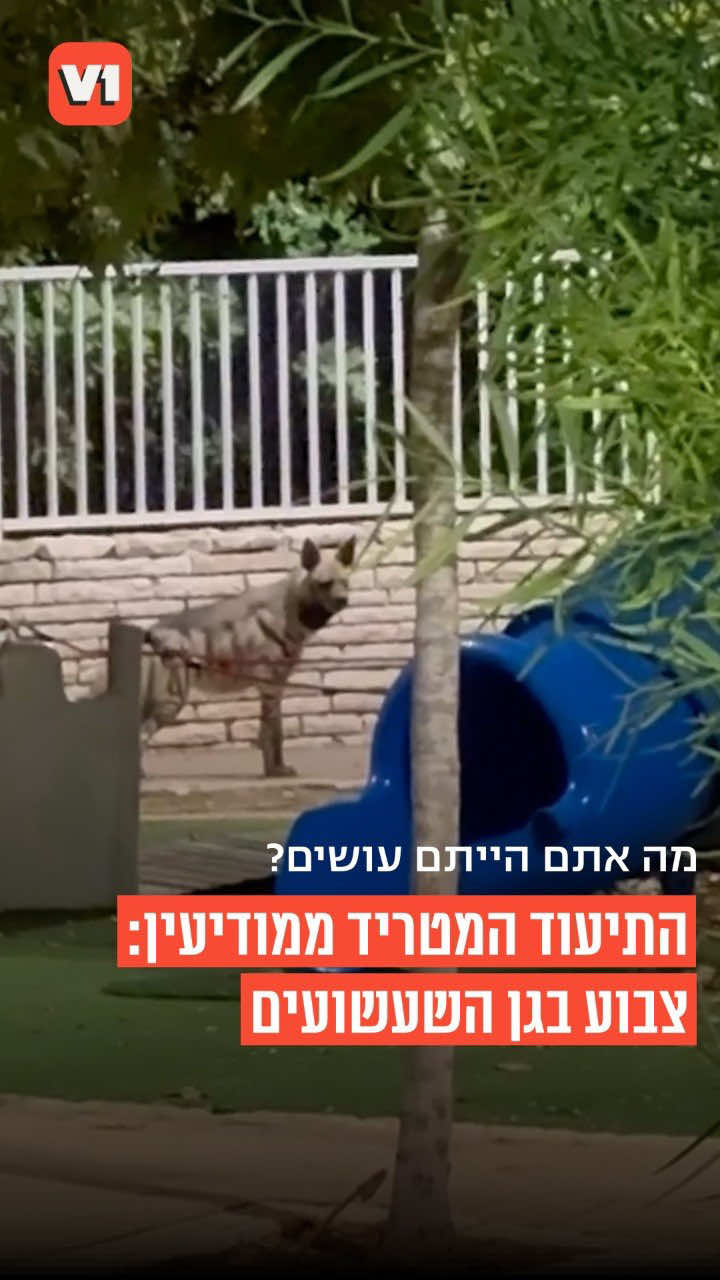 @V1 israel