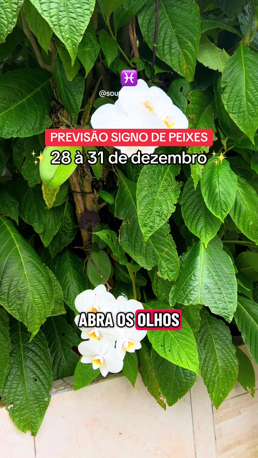 @soudepeixes
