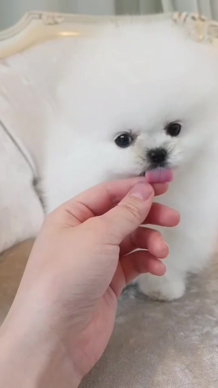 @Teacup puppies