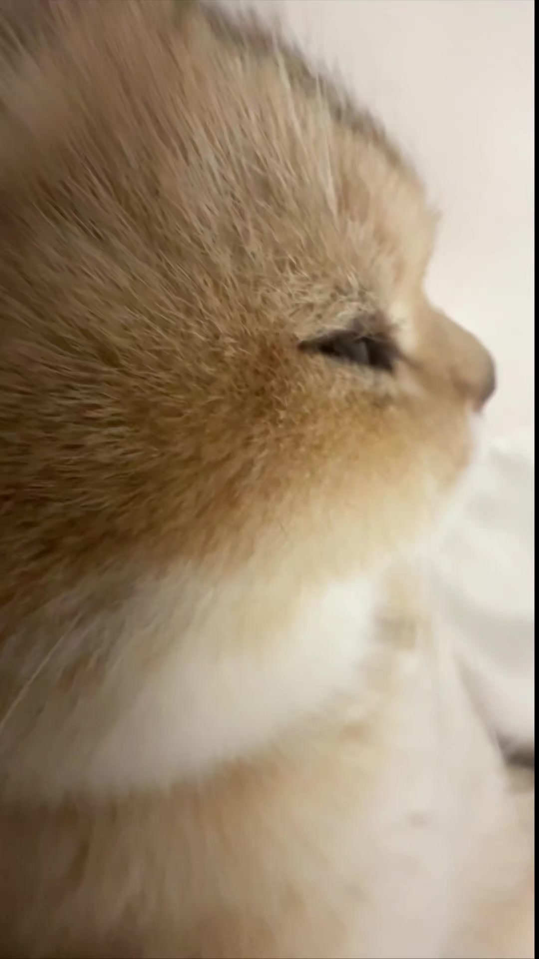 @trạm cute