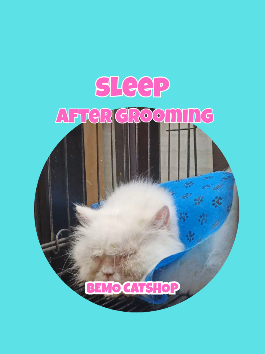 @Bemo Catshop