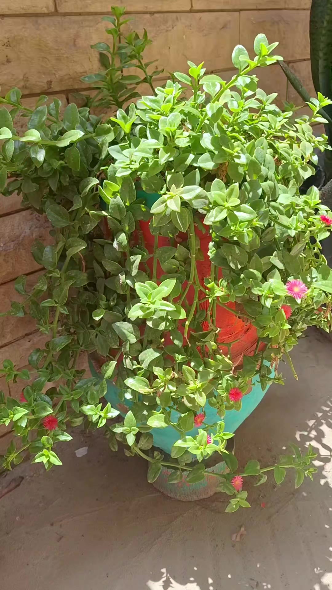 @جنتى
