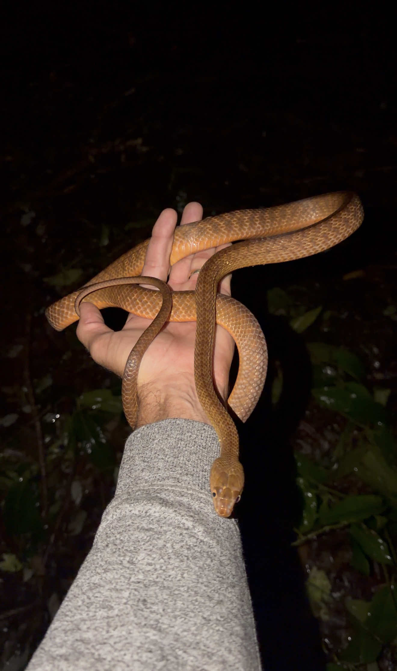 @Snake Catcher Dan