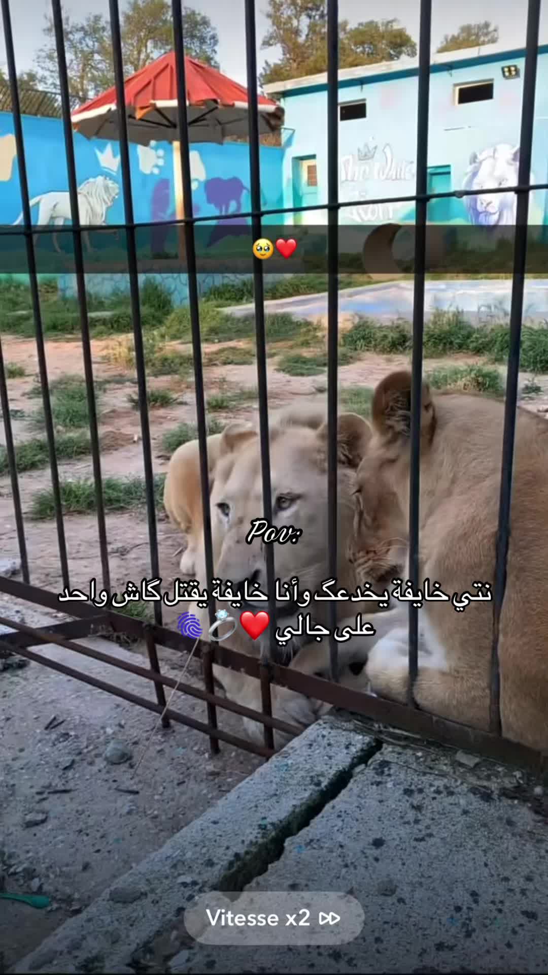 @Tigresse_idk💍❤️