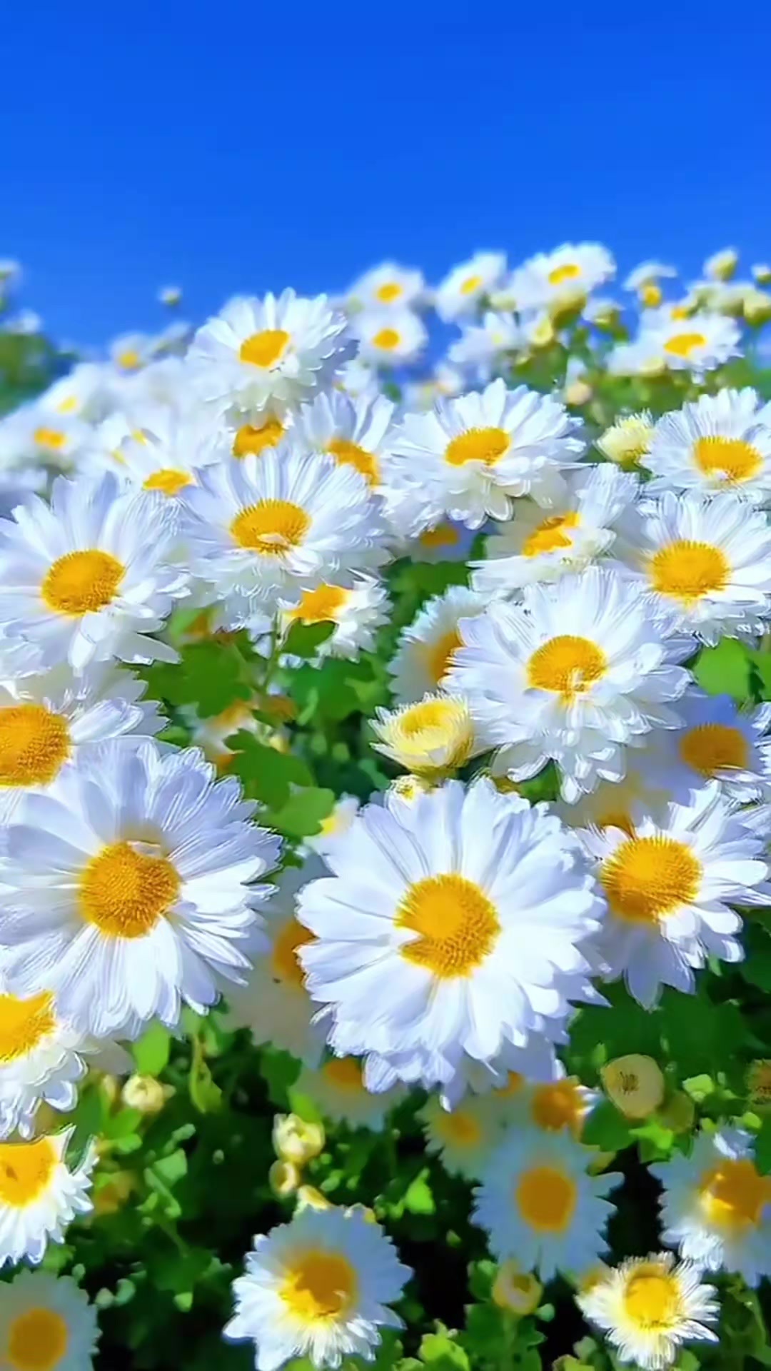 @guzelım