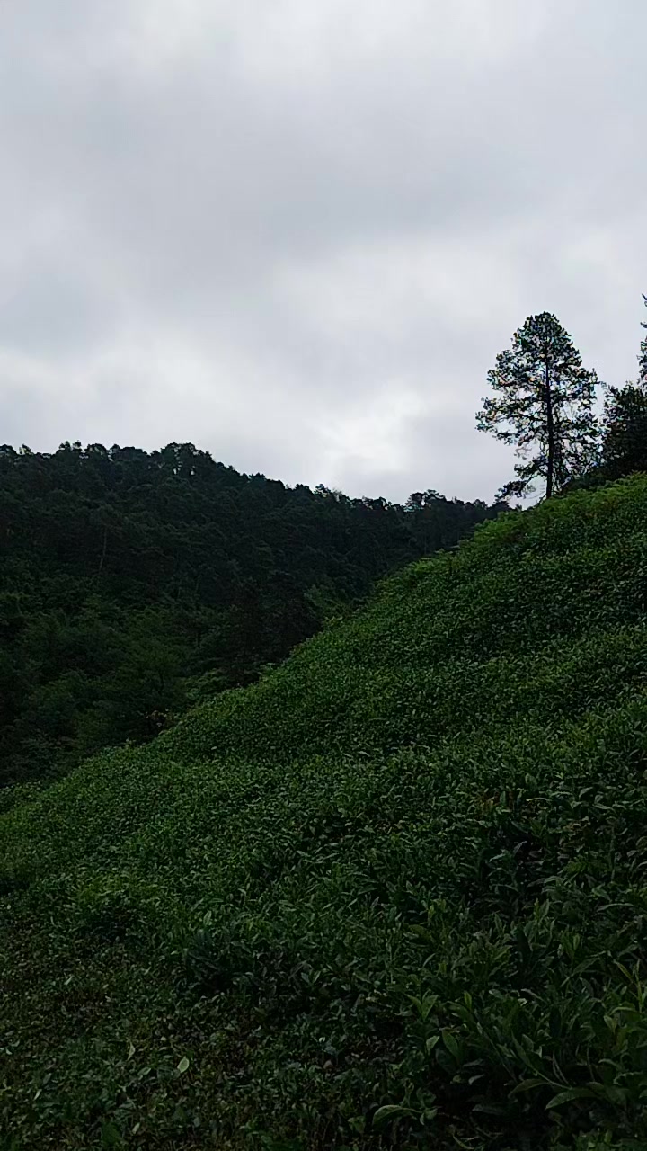 @kocakoc.n