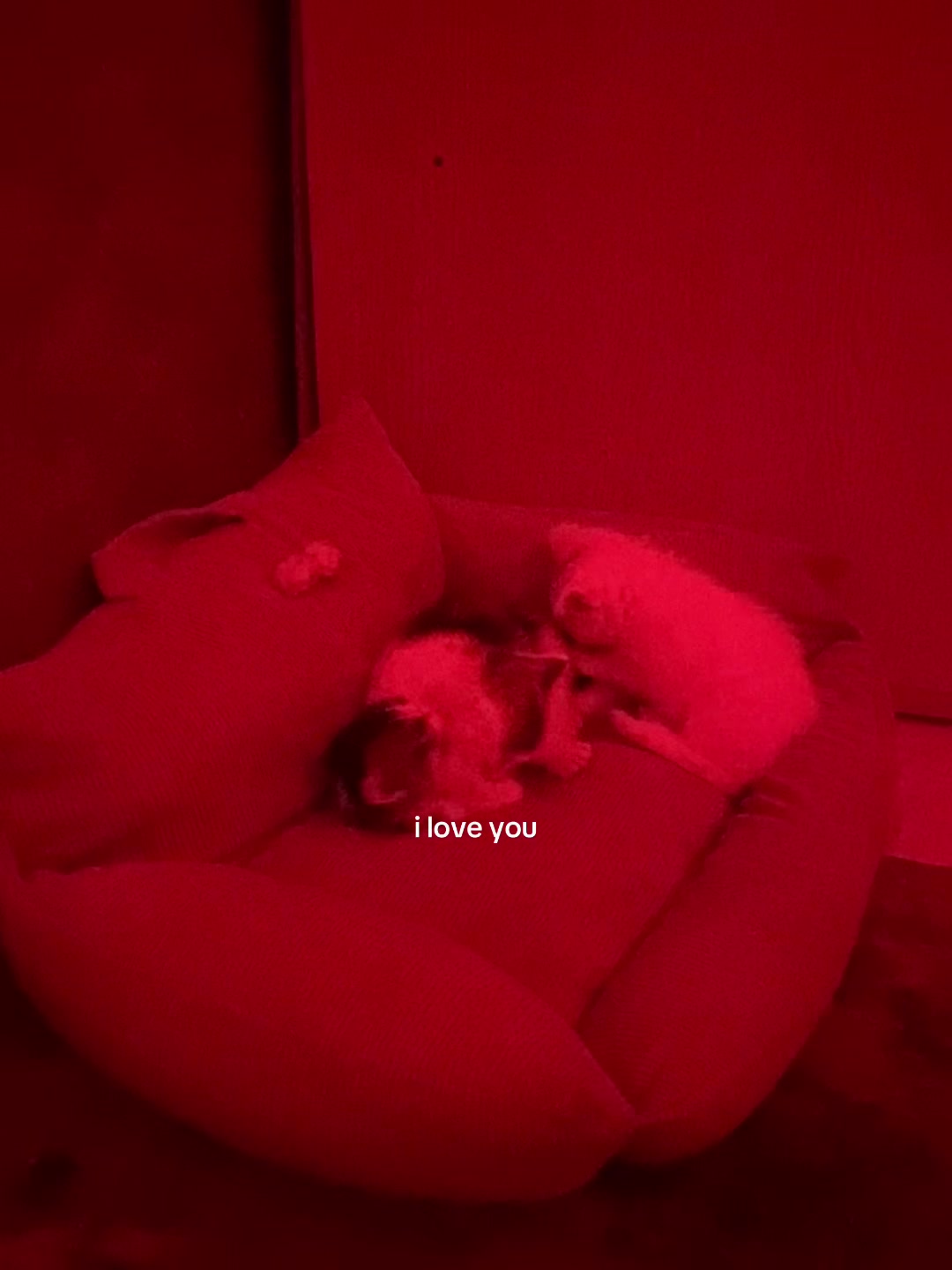 @черишка🐆