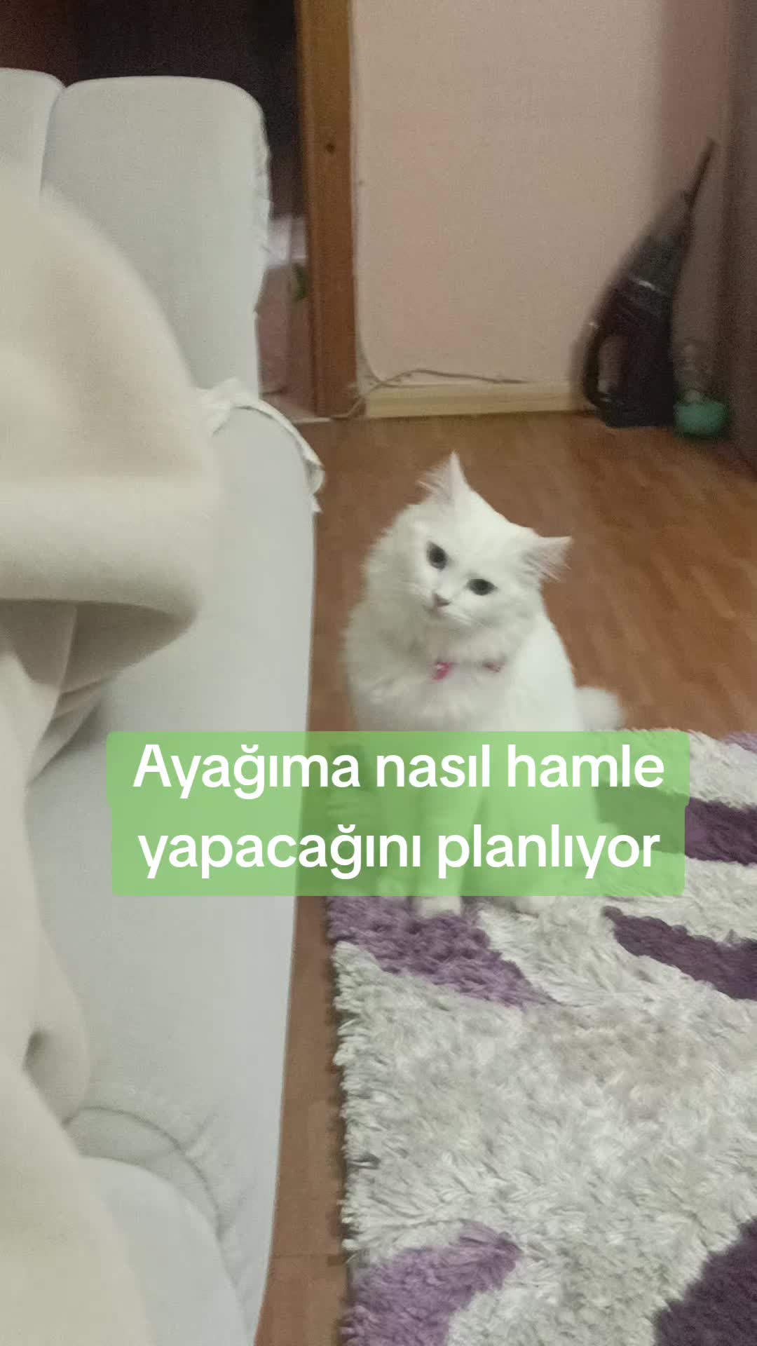 @haydo