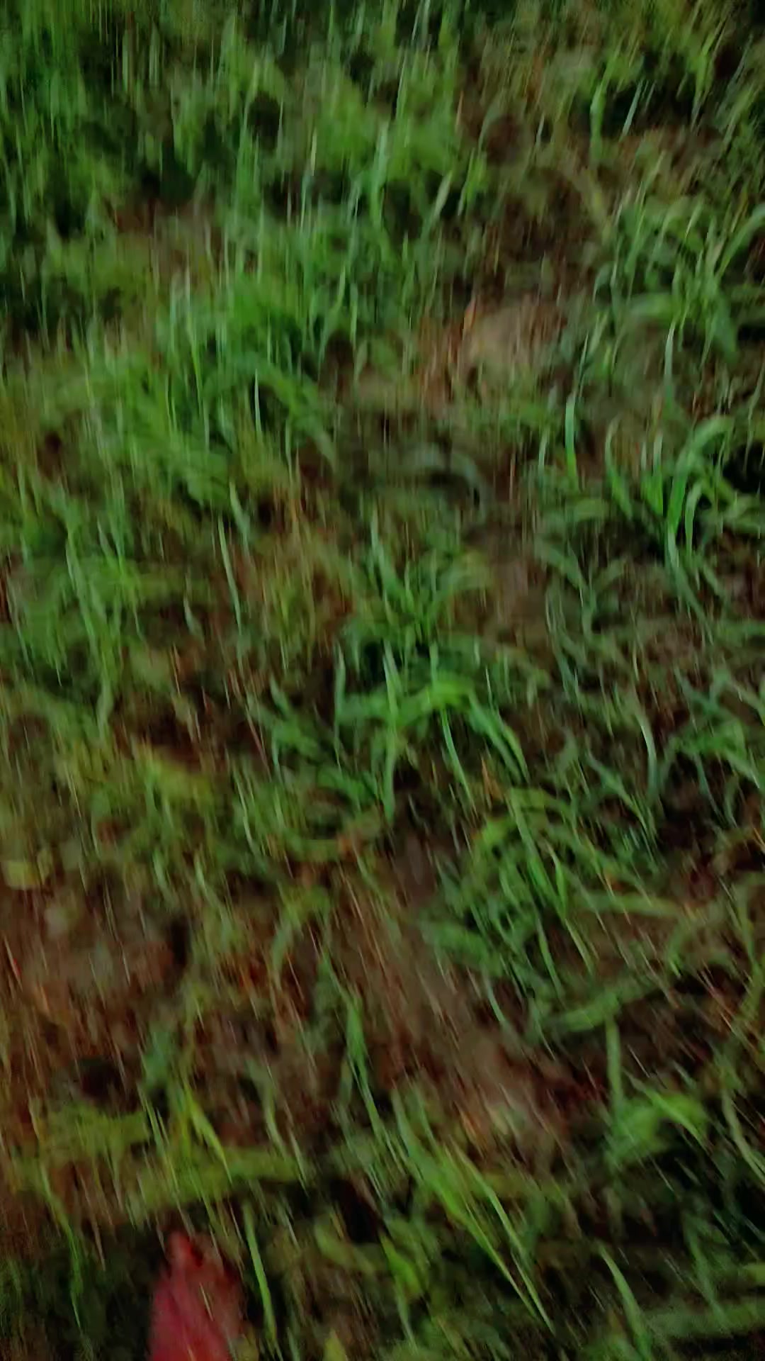 @bhaoji