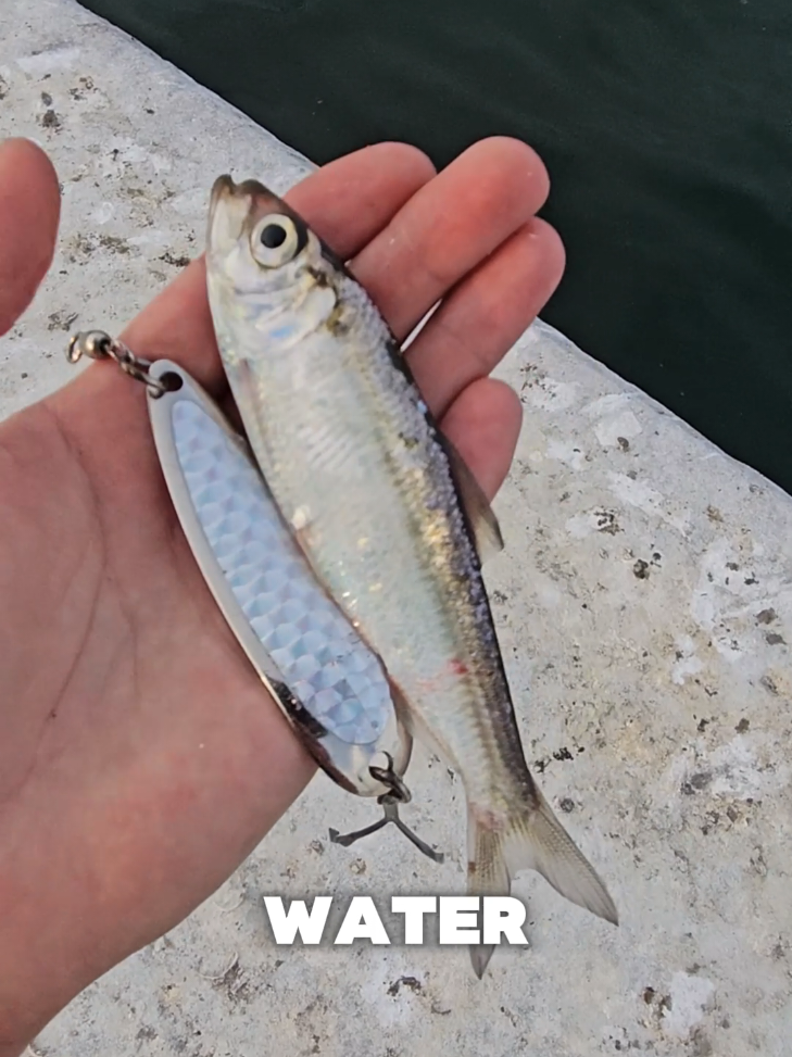 @FishingParadise