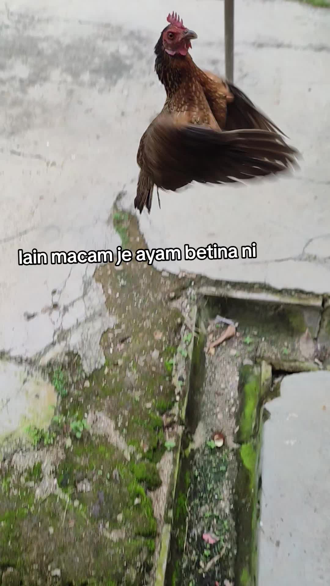 @SAHWI