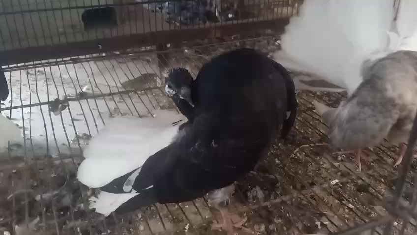 @royal birds