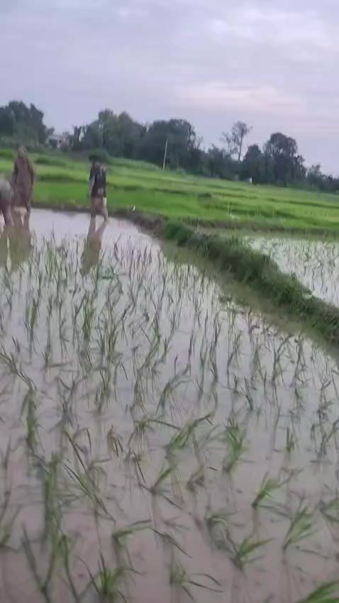 @Anjali Tharu