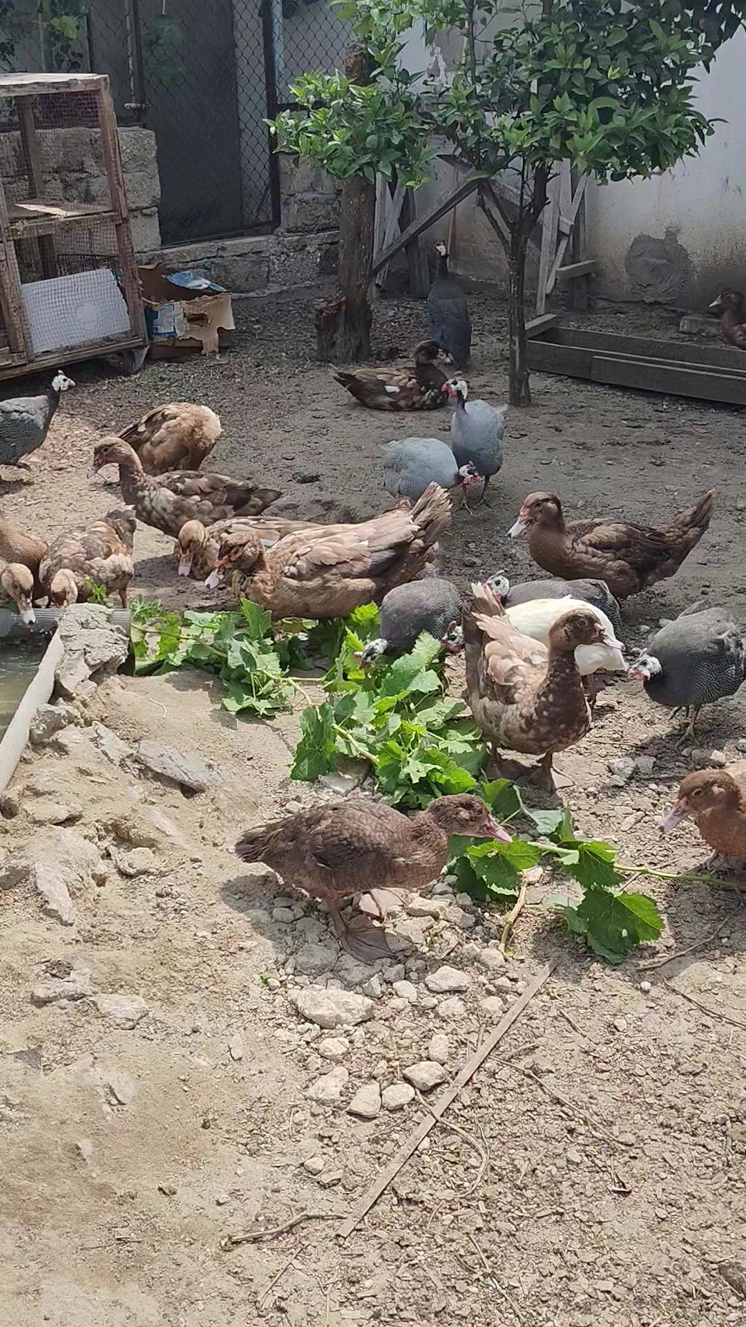 @MAŞTAĞA_QUŞCULUĞ