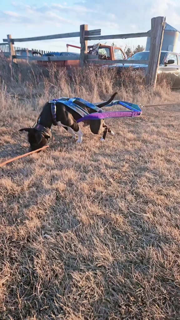 @RaisingHell.Hounds🇨🇦
