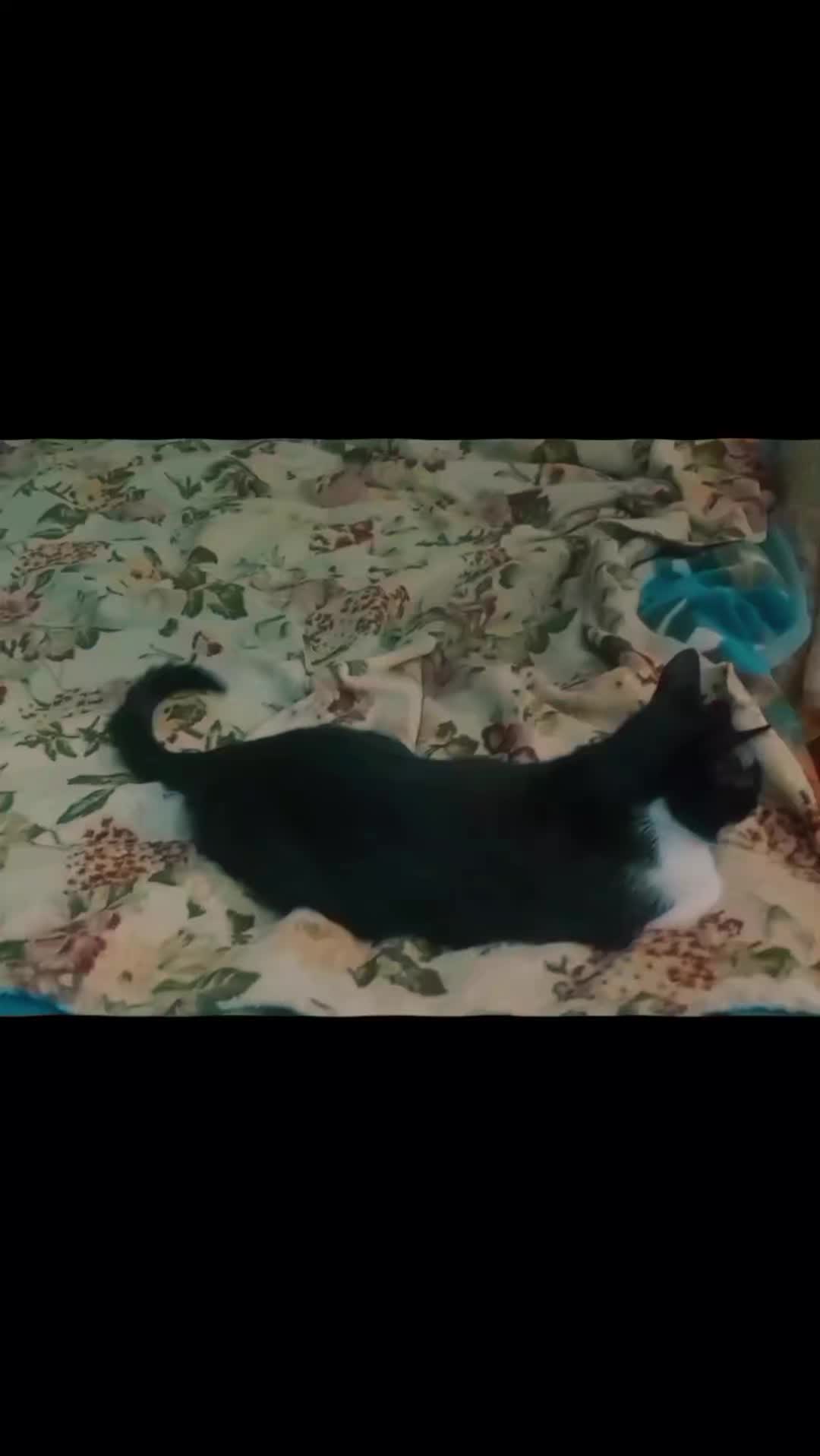 @miumiu