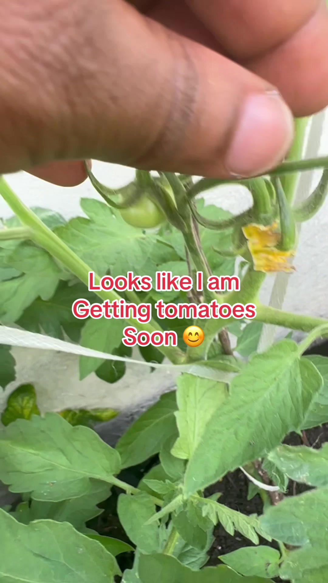 @Grace’s garden