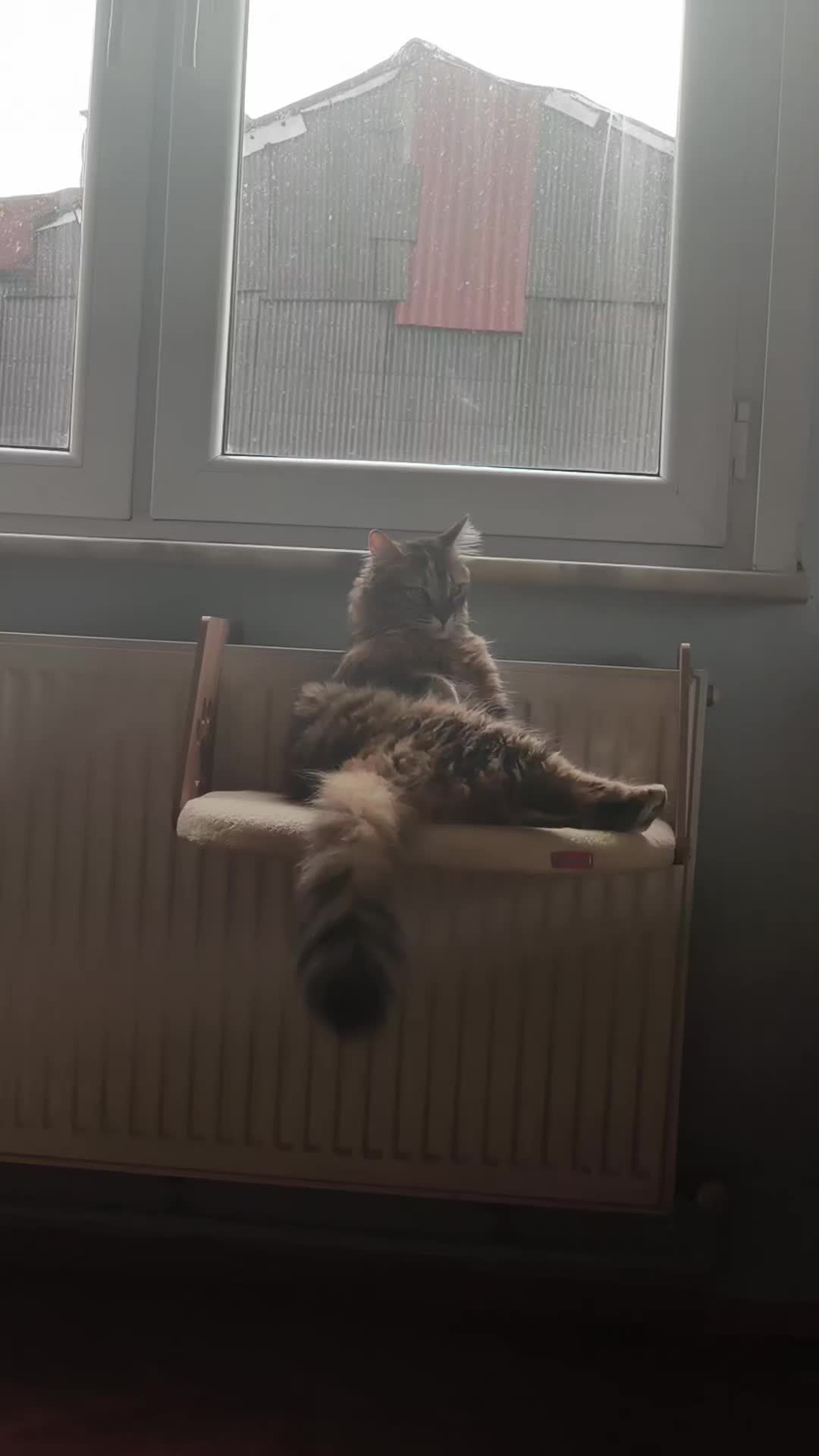 @nazlı sultan