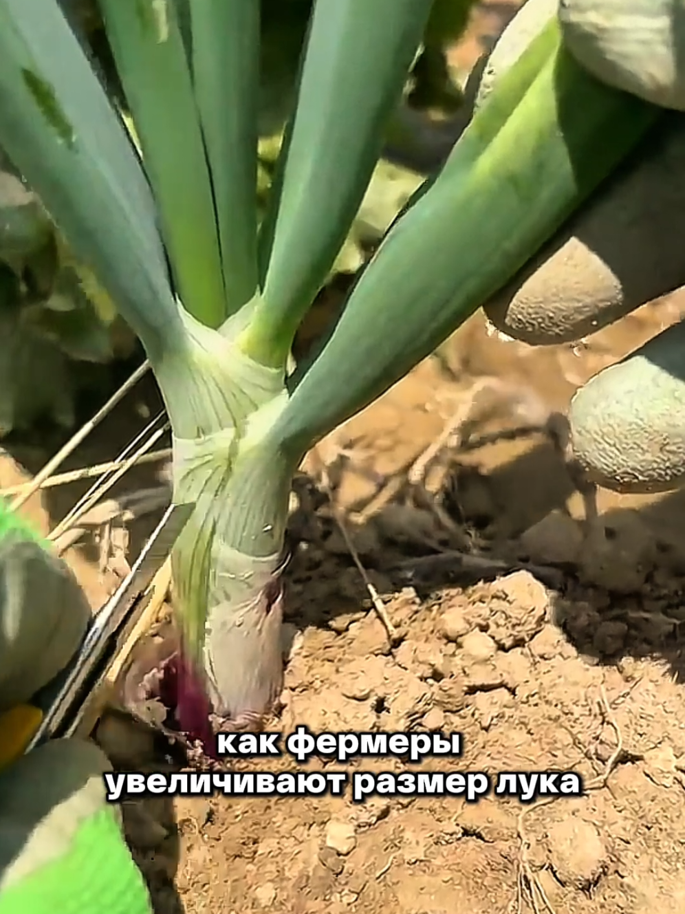 @Igor Ganea