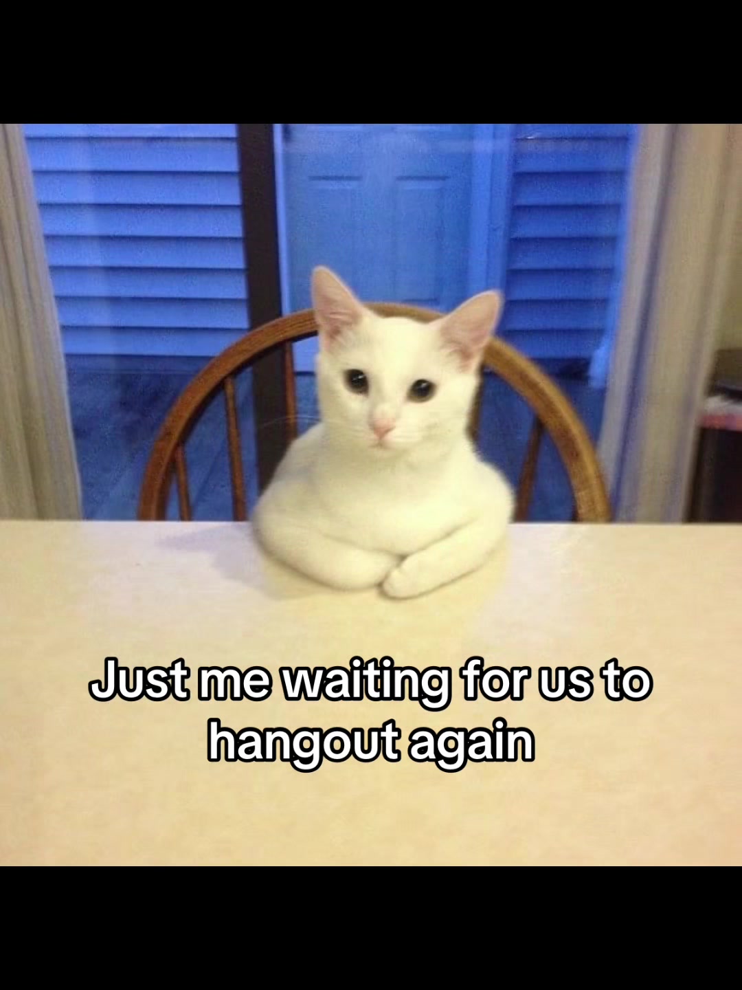 @LavanderCat