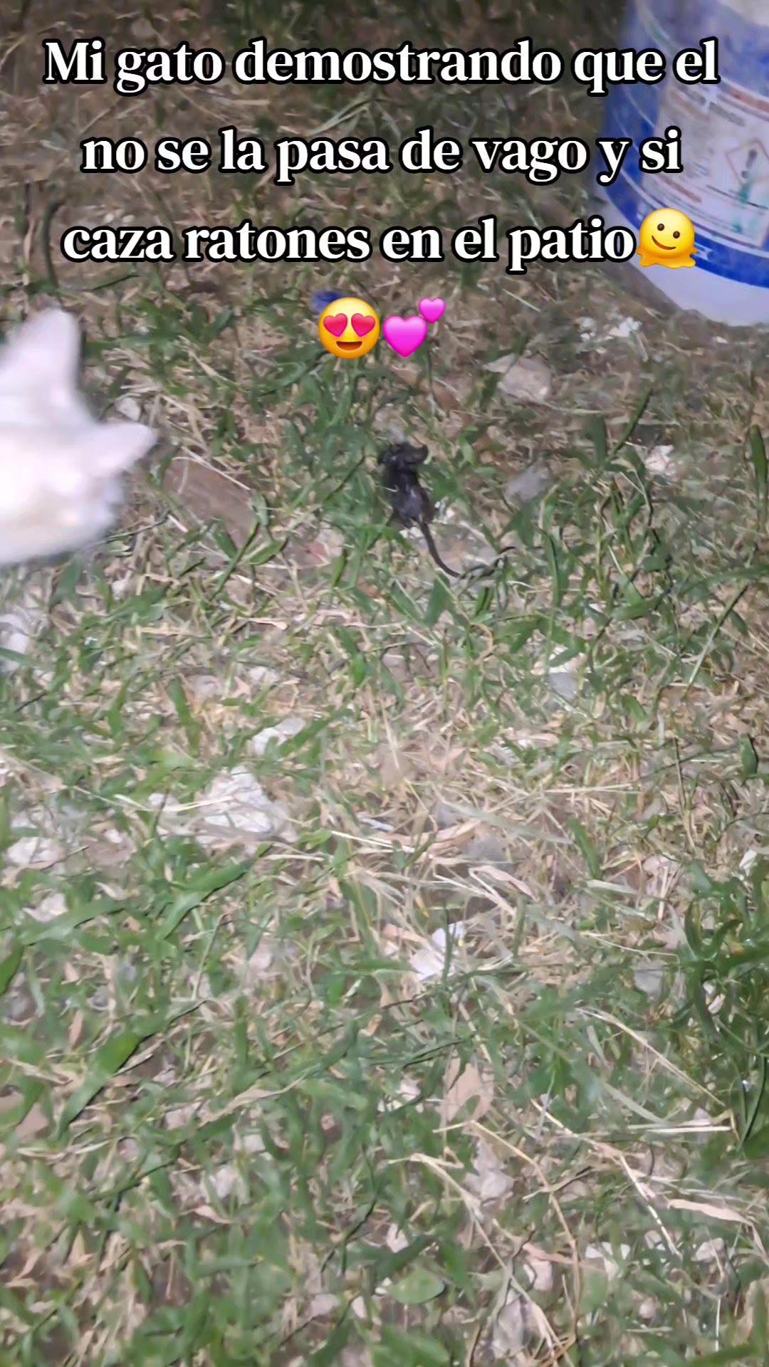 @issa_0499🦋🐚✨️