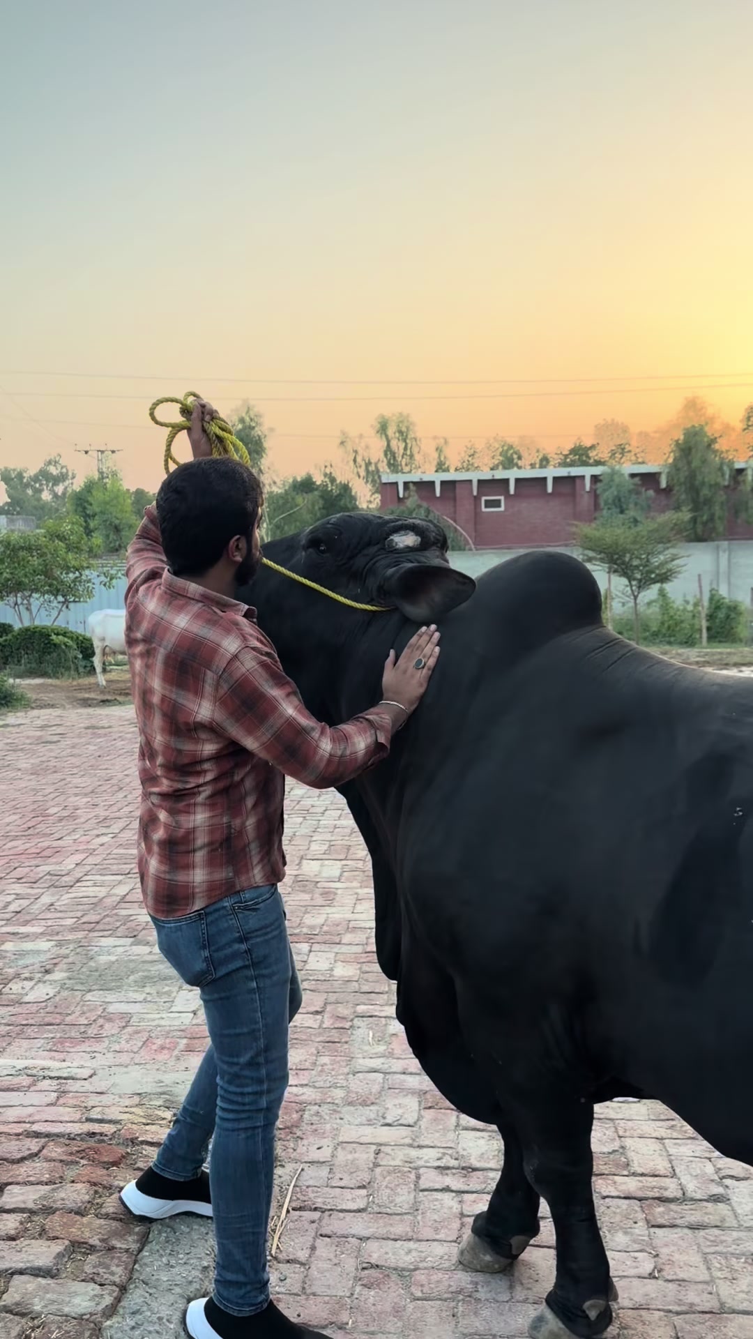 @Chaudhary Faiq