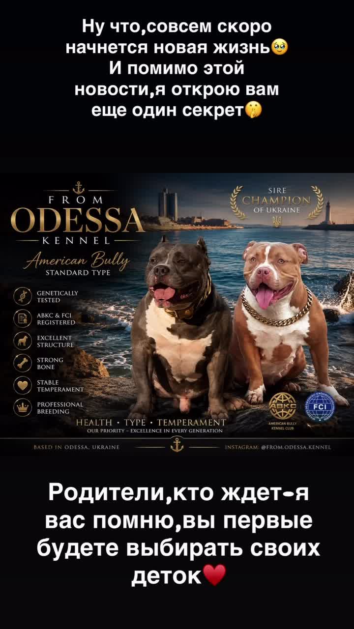 @Odessa Bully kennel