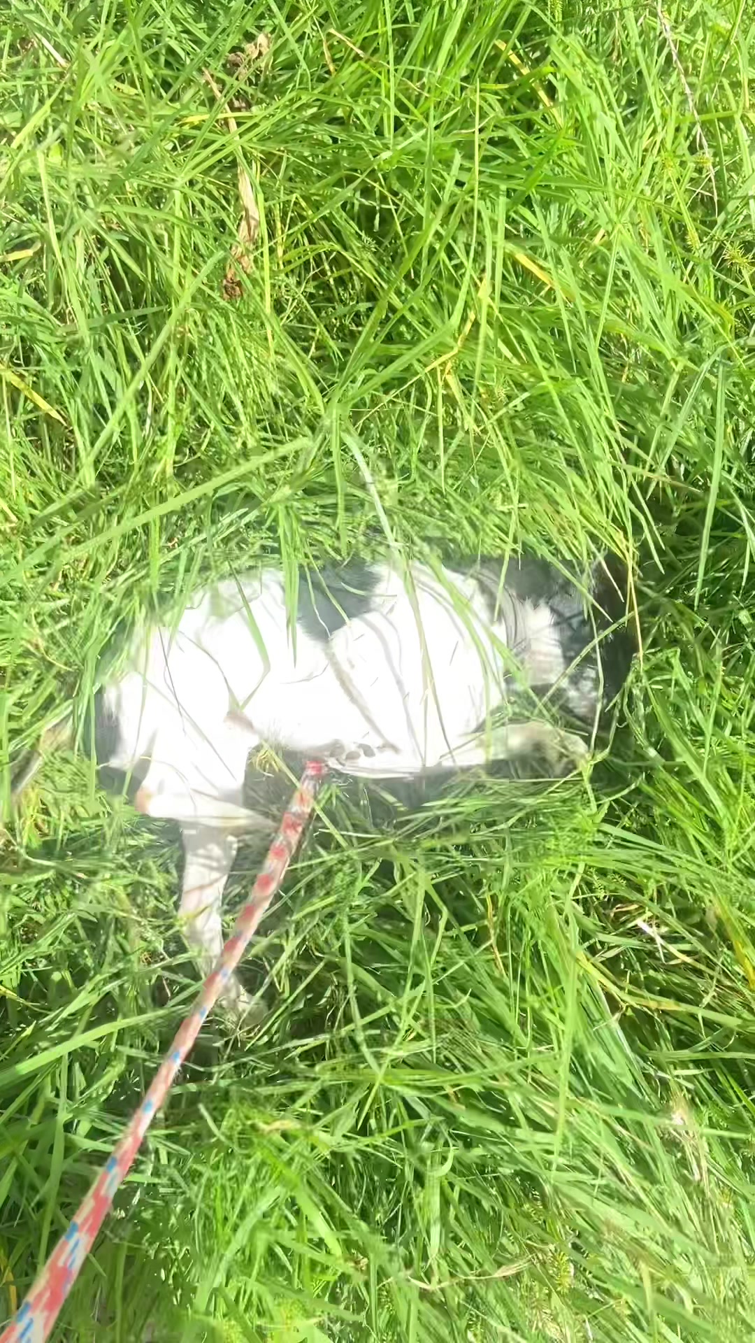 @ⅈડꪖ𝕣ꪖⅈ ᧁꪖꪑⅈ