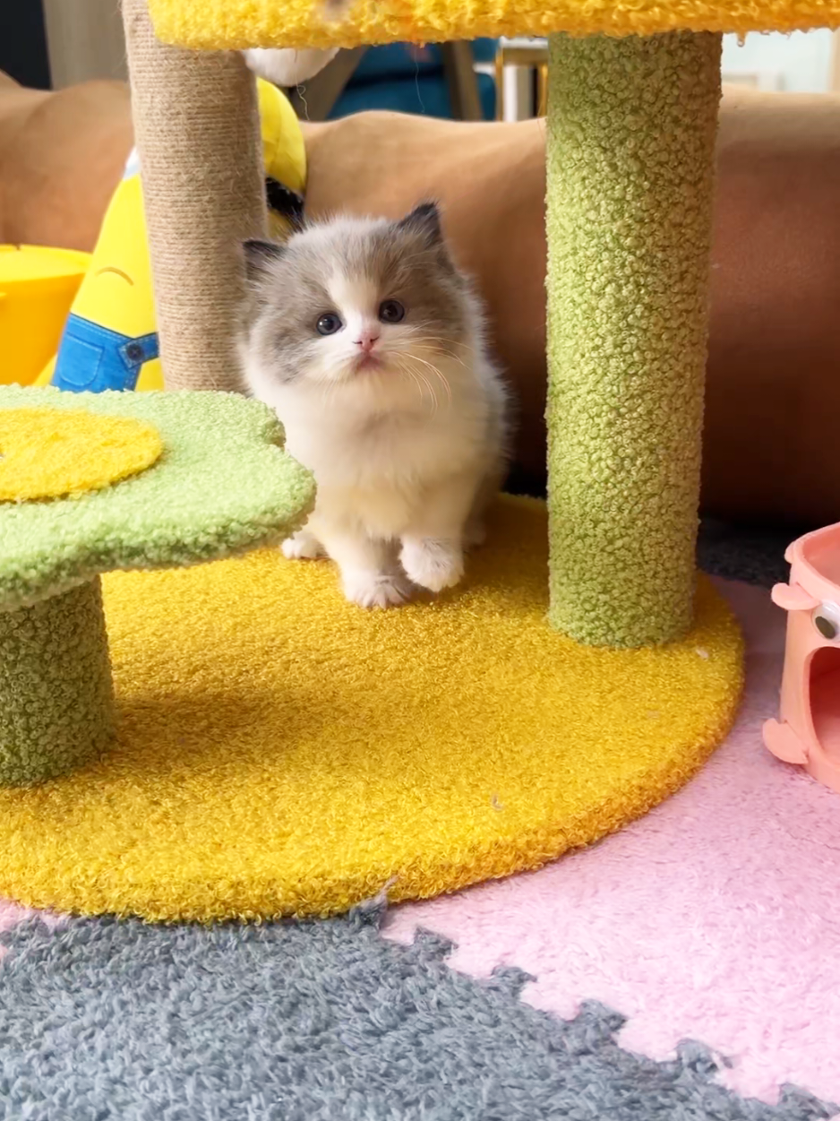 @핑발바닥은 못참는다냥🐱