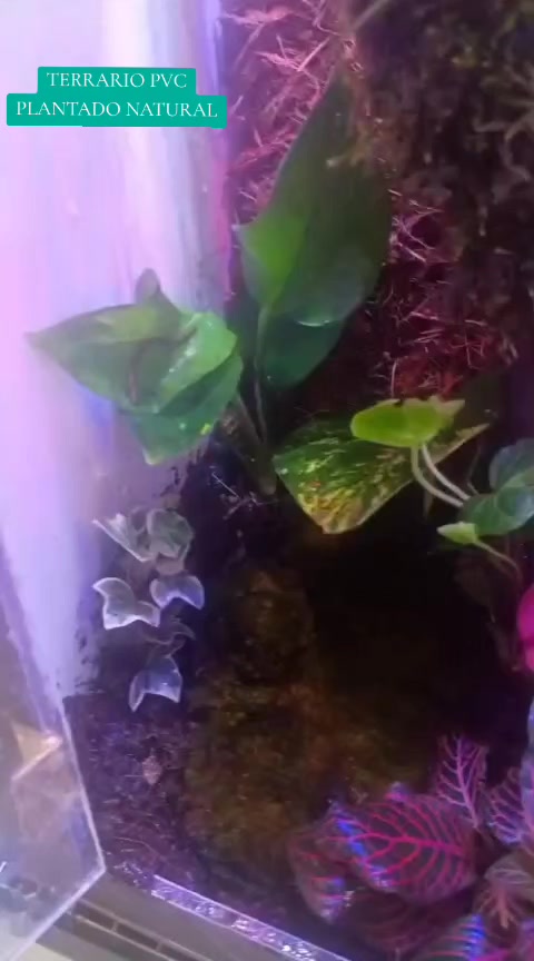 @Rodrigo EXOTIC AQUARIO