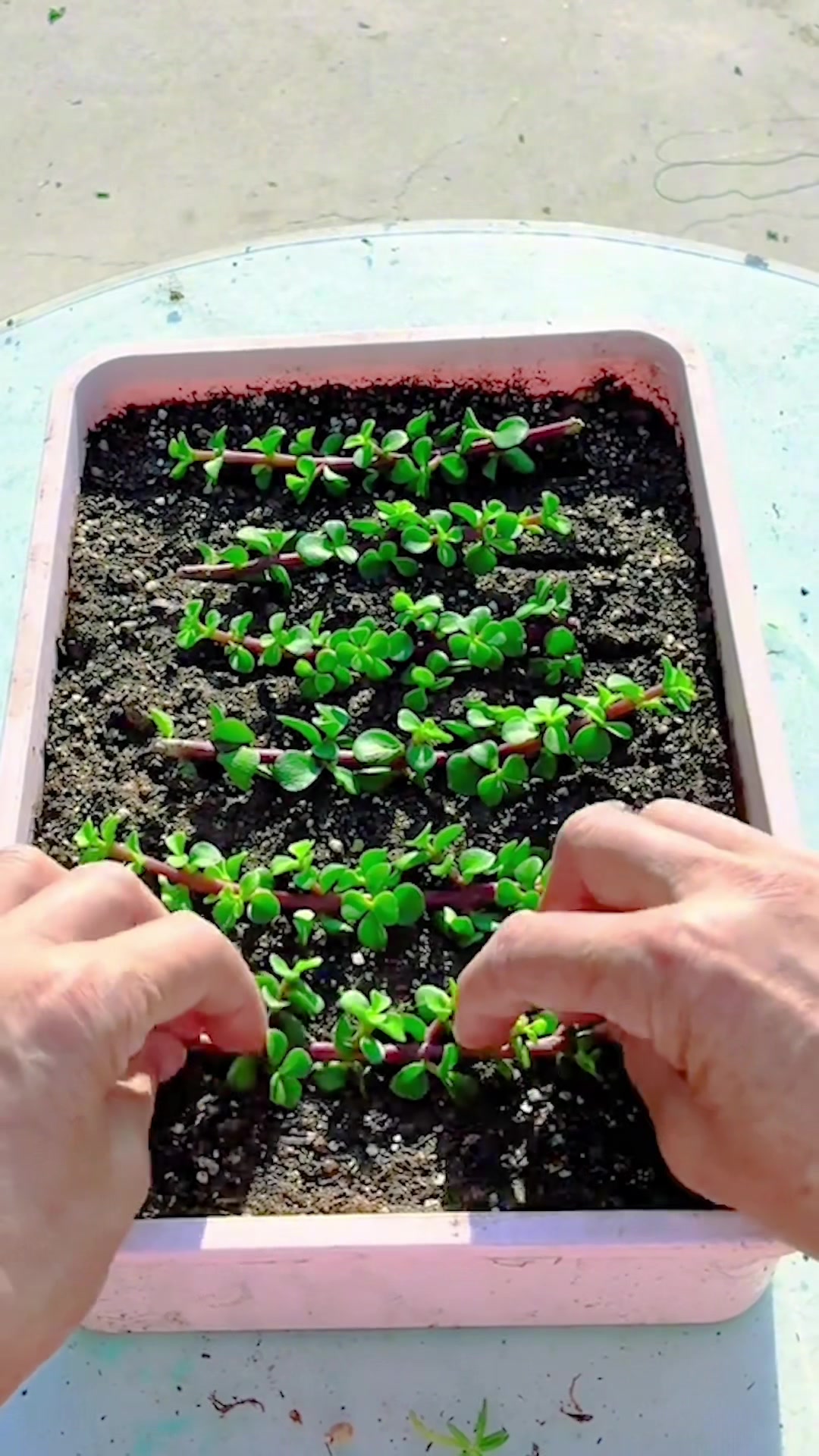 @Succulent Garden