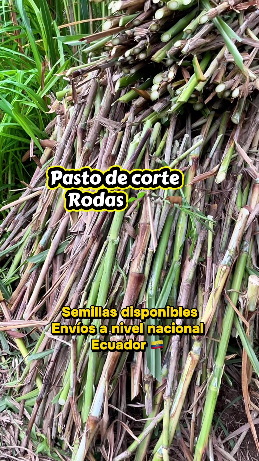 @Pastos y Leguminosas - Ecuador