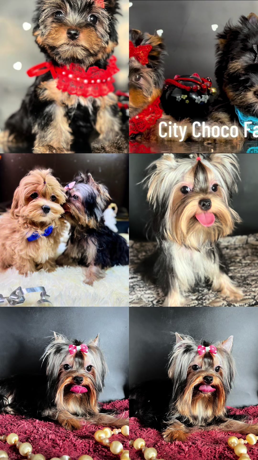 @Yorkie Maltipoo ShihTzu Teddy