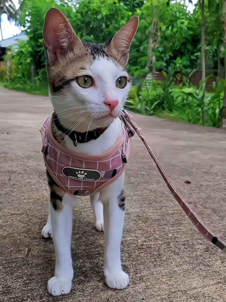 @nikka_mei | dailytabby