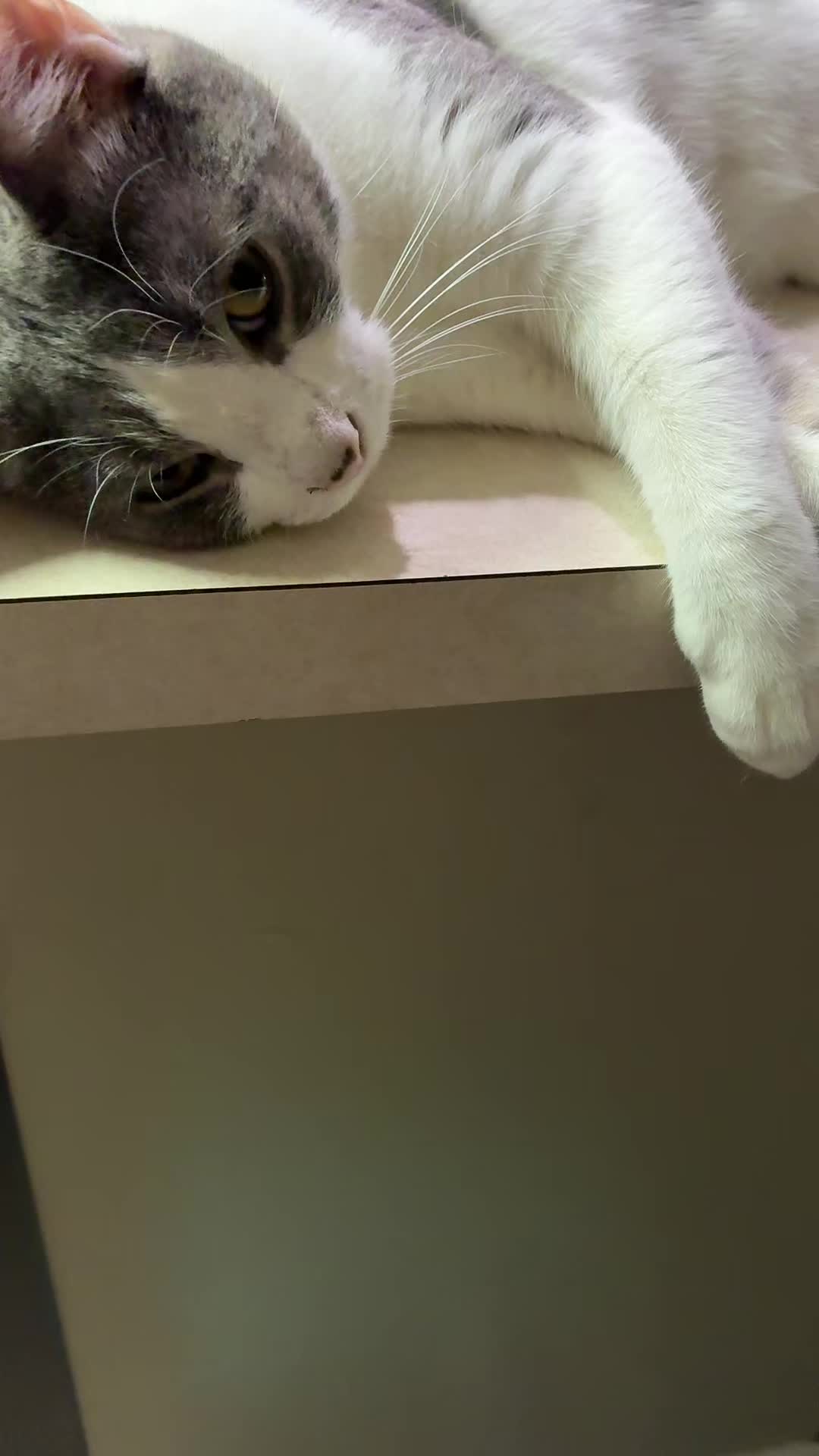 @Neighborhood Cat Man