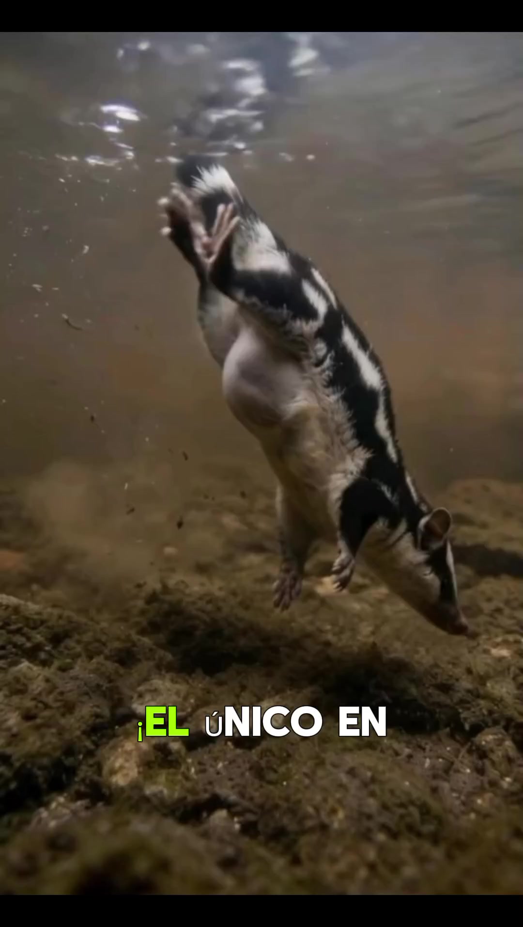 @mundo extraordinario