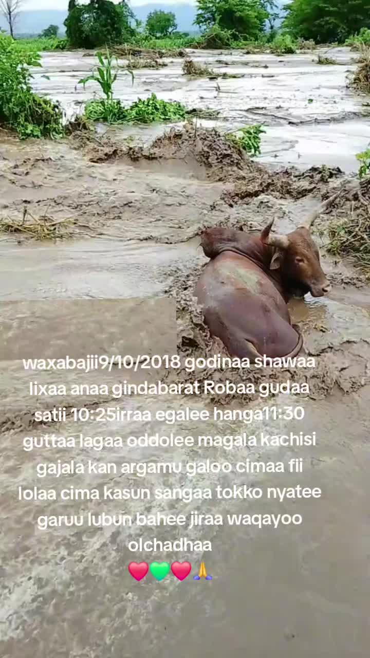@Abdii gafa roroo❤4💚3❤0