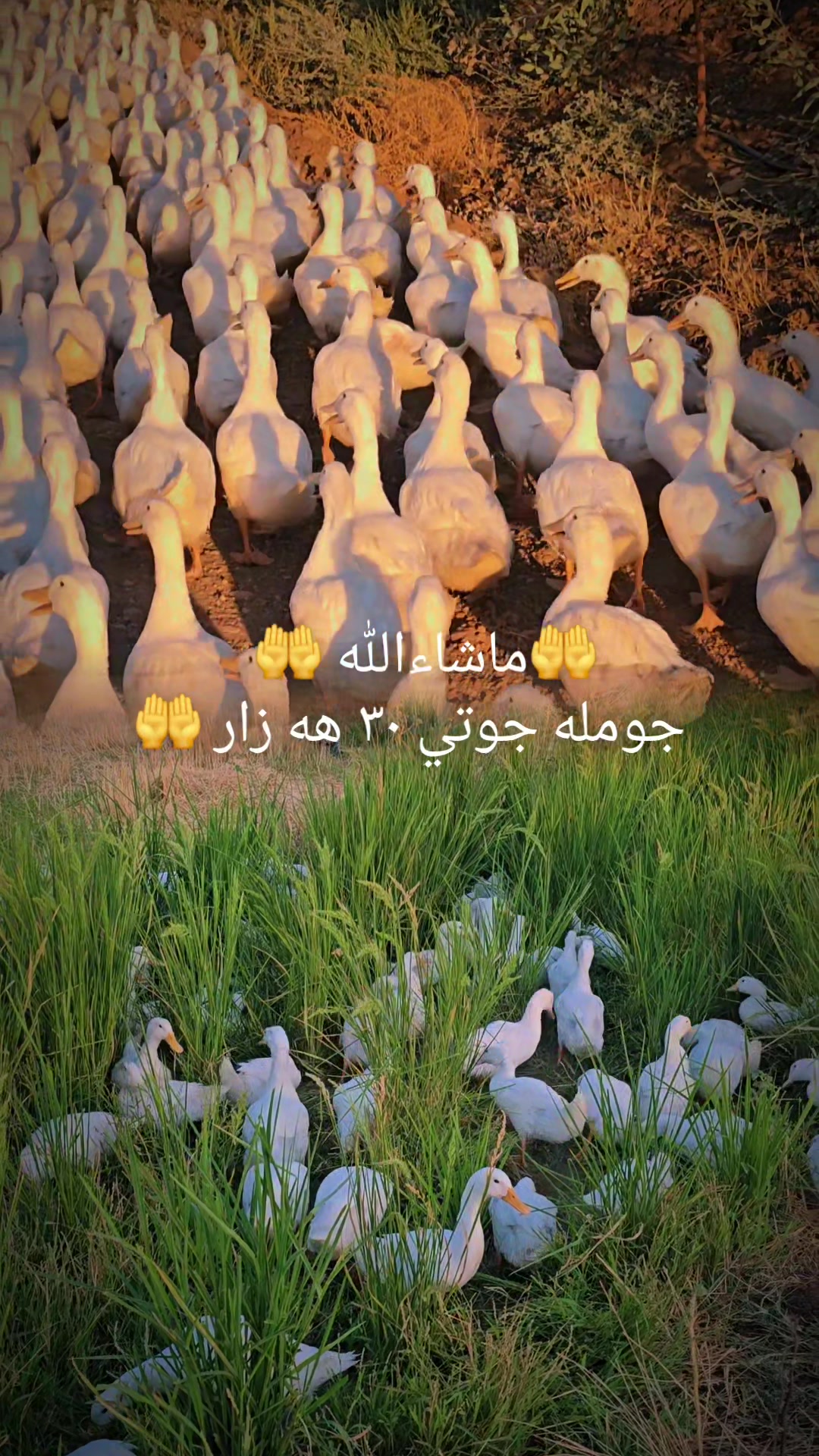 @Malik Geyan