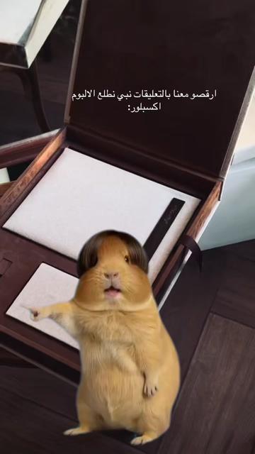 @مصورة الطـائف | RAHAF🕊️💍