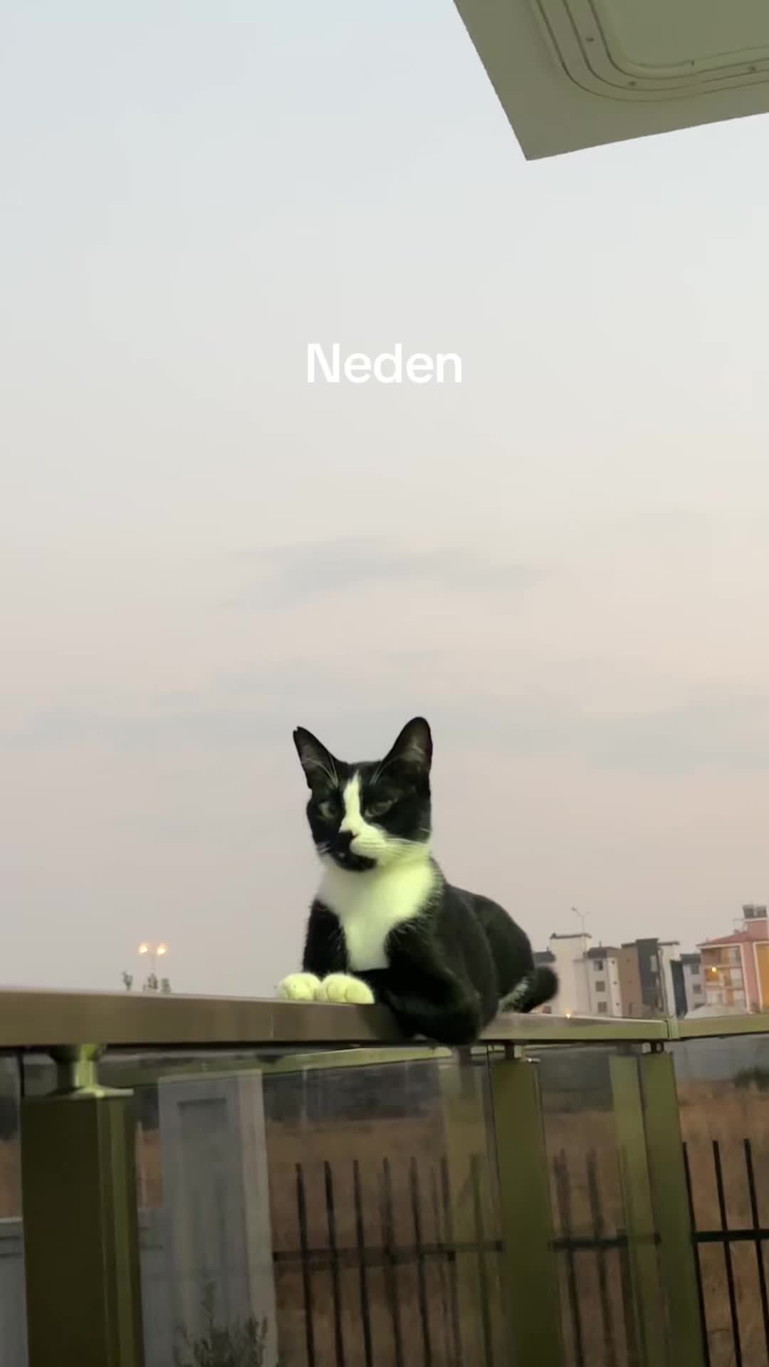 @nazliksdk