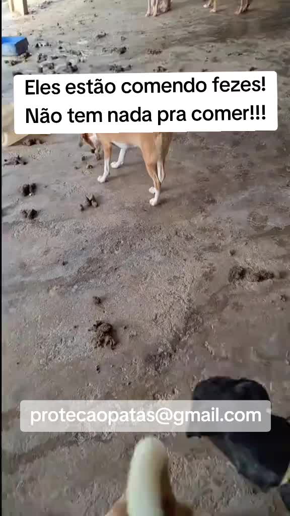 @Proteção Patas