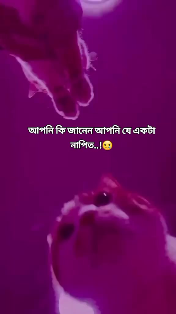 @Maruf billah 🌱