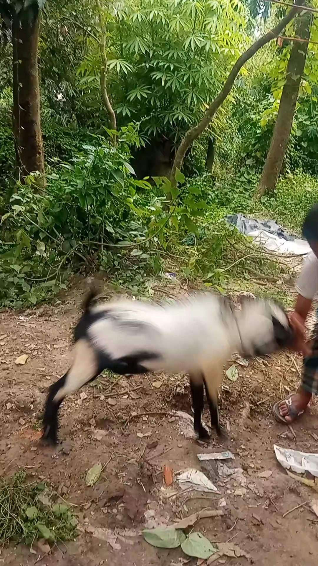@Rahul Karmakar