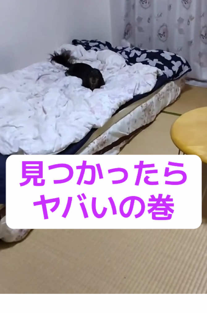 @もっさん