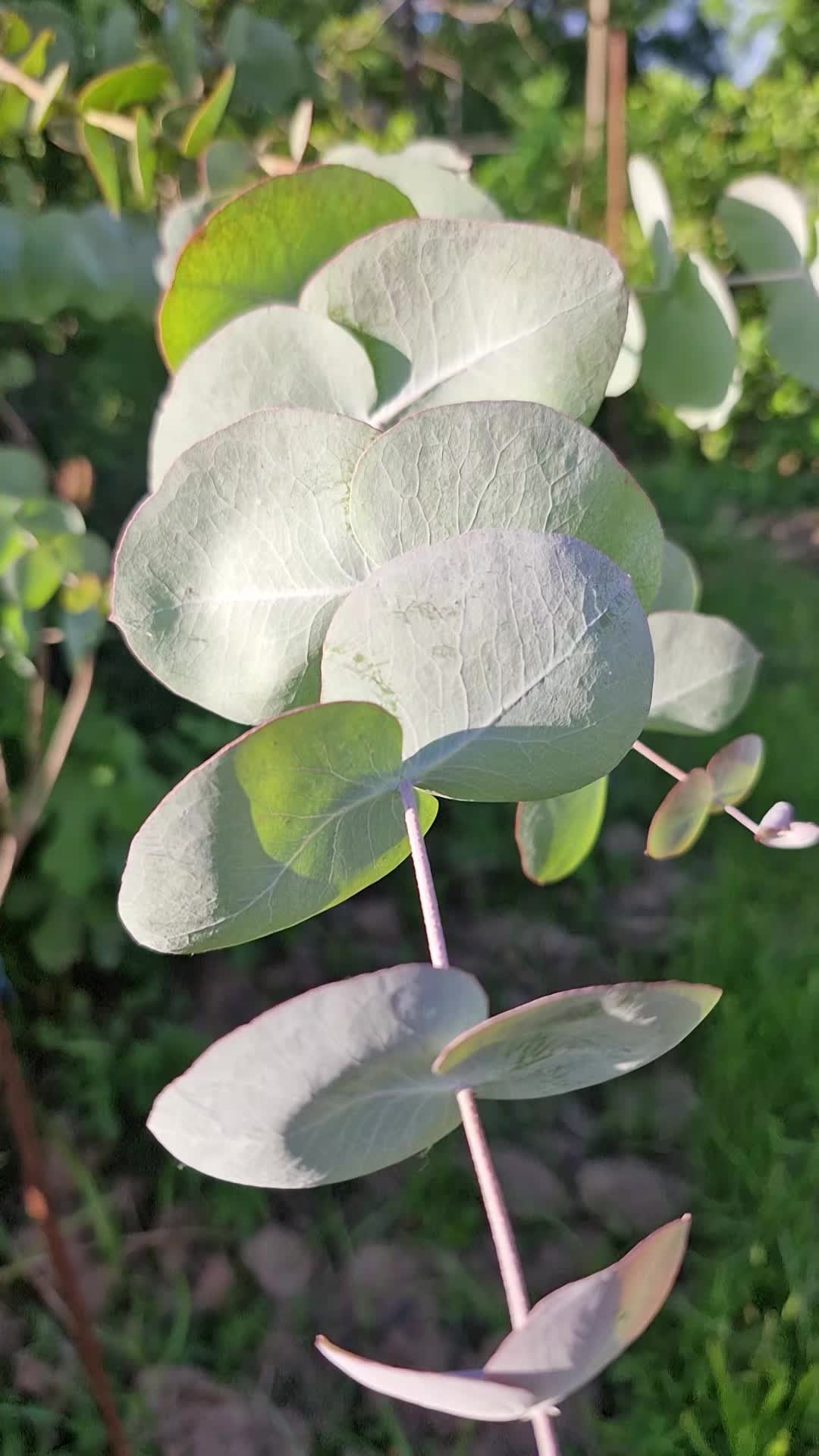 @zaur_222_