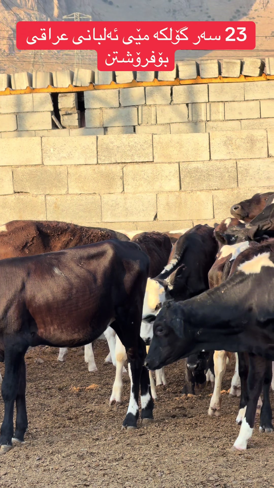 @مەیدانی ئاژەڵانی محمد 🐄🐂