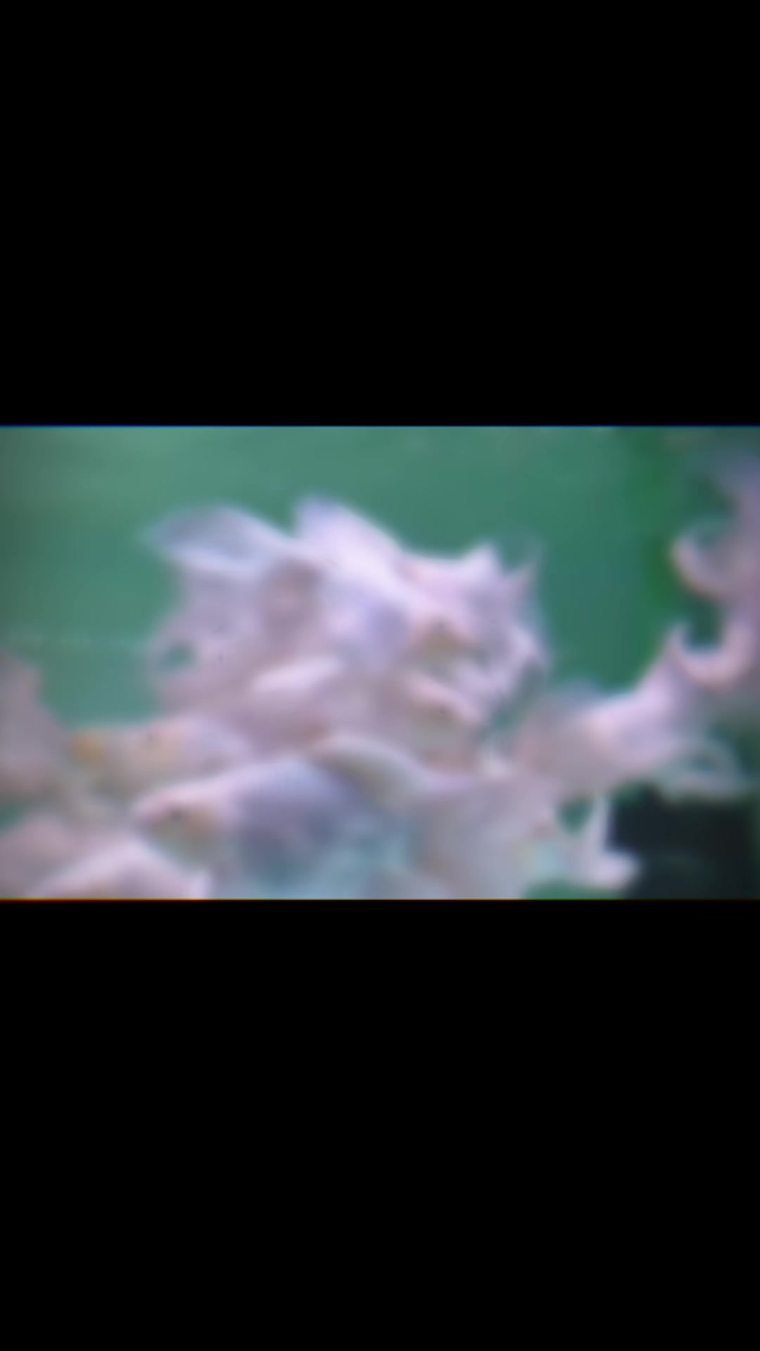 @網上看魚